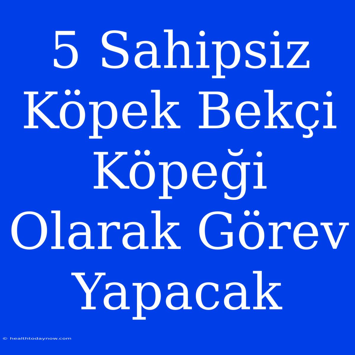 5 Sahipsiz Köpek Bekçi Köpeği Olarak Görev Yapacak