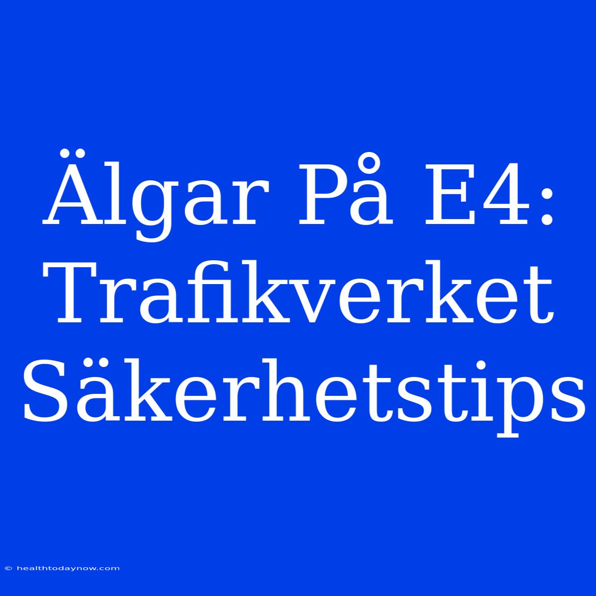 Älgar På E4: Trafikverket Säkerhetstips 