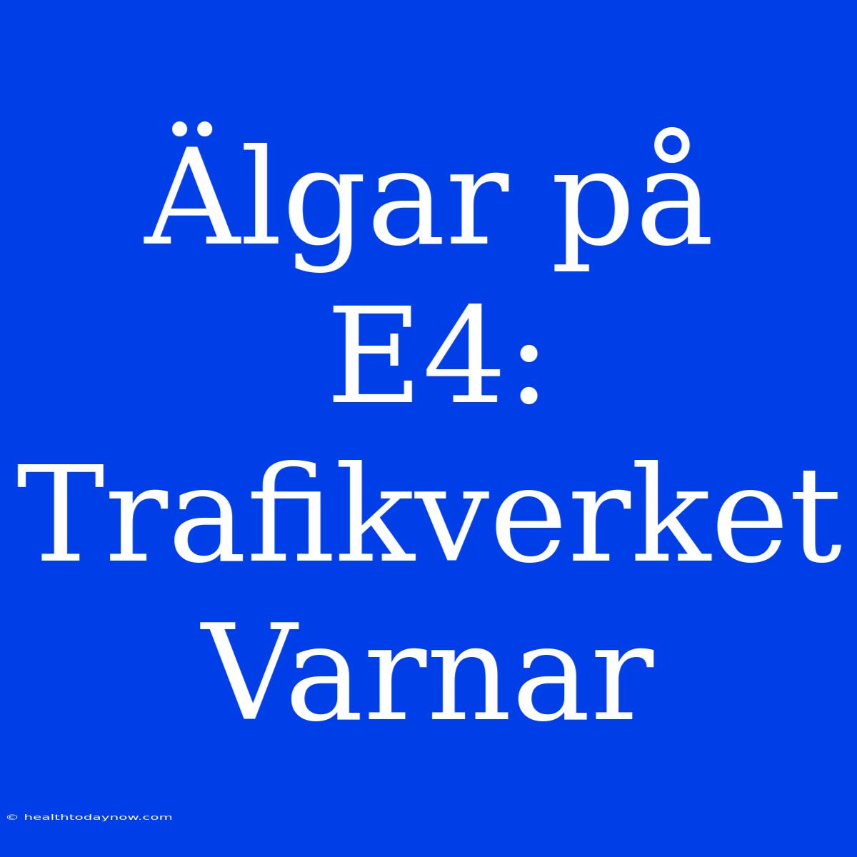 Älgar På E4: Trafikverket Varnar