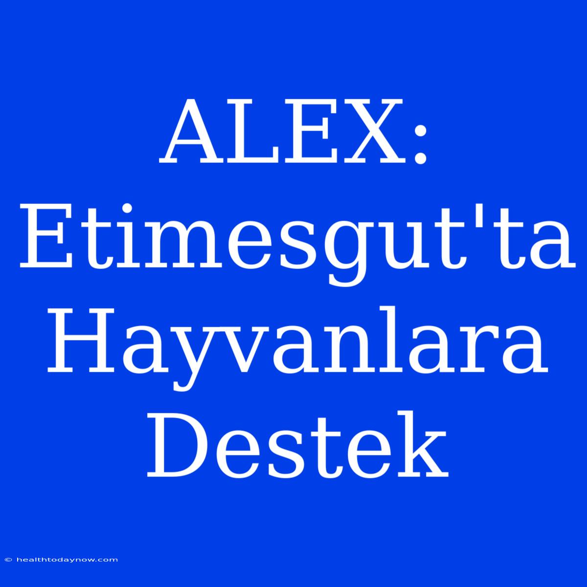 ALEX: Etimesgut'ta Hayvanlara Destek