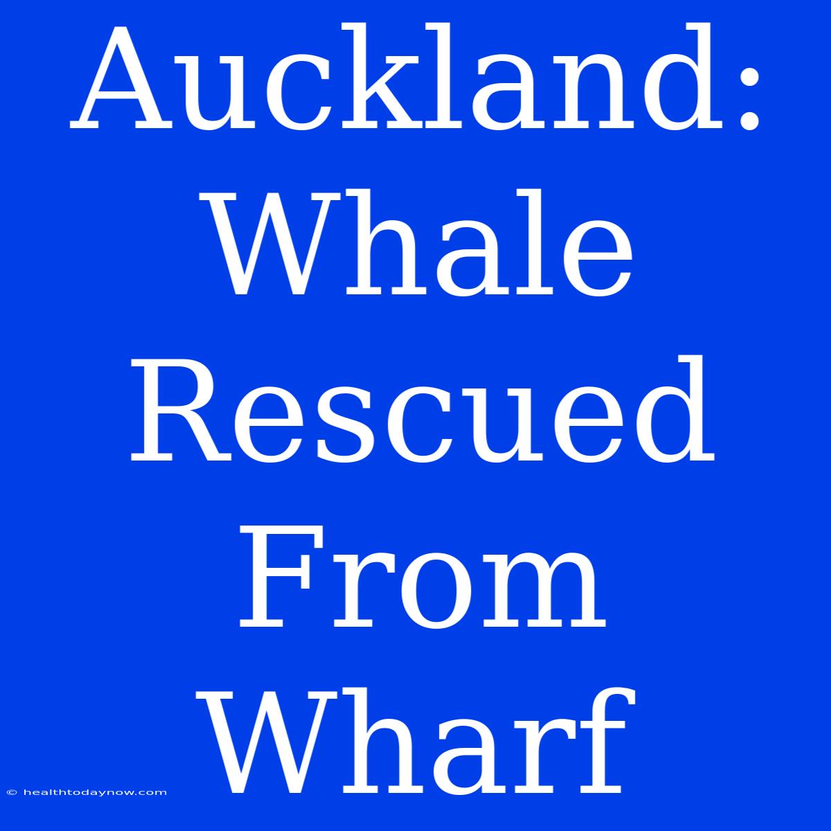 Auckland: Whale Rescued From Wharf