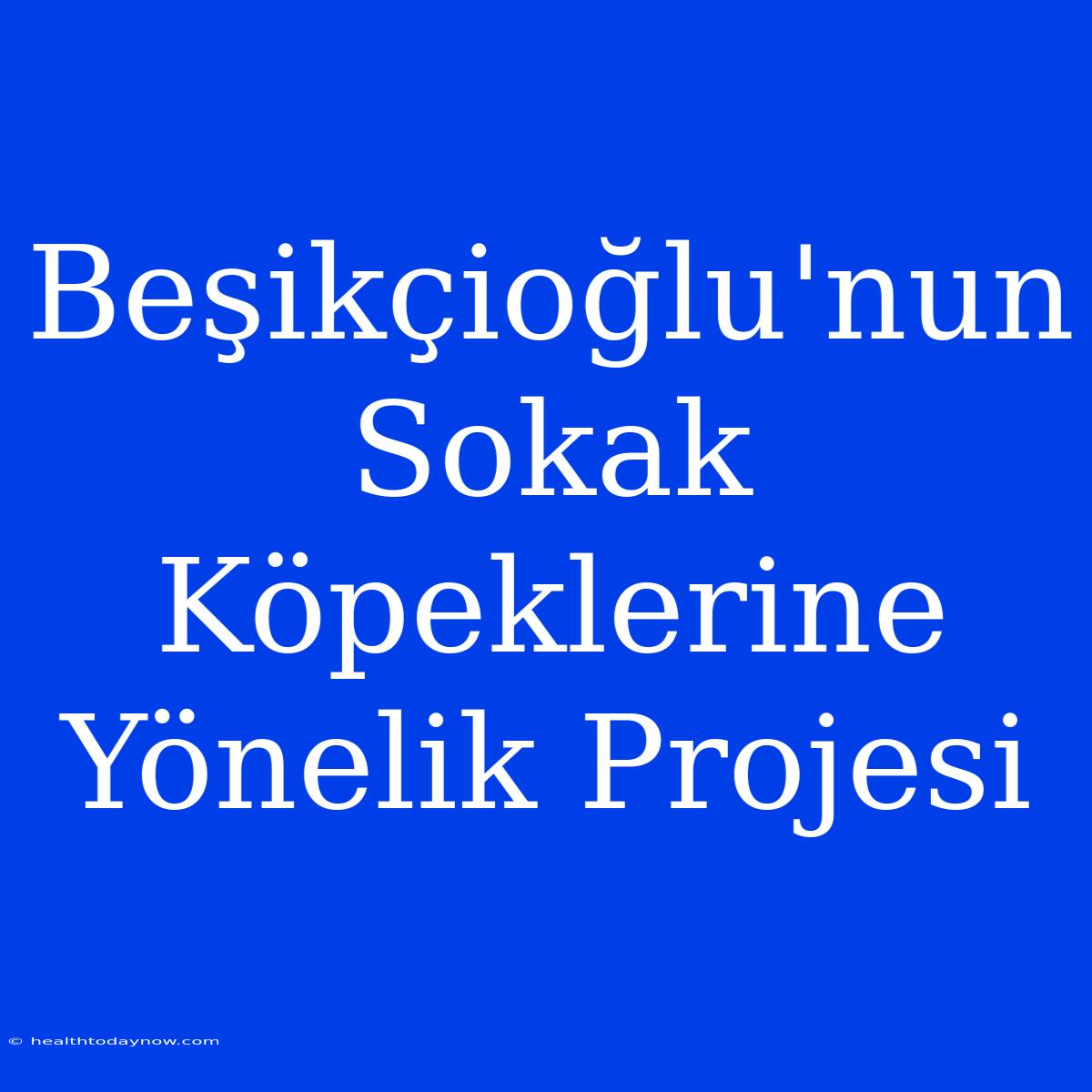 Beşikçioğlu'nun Sokak Köpeklerine Yönelik Projesi