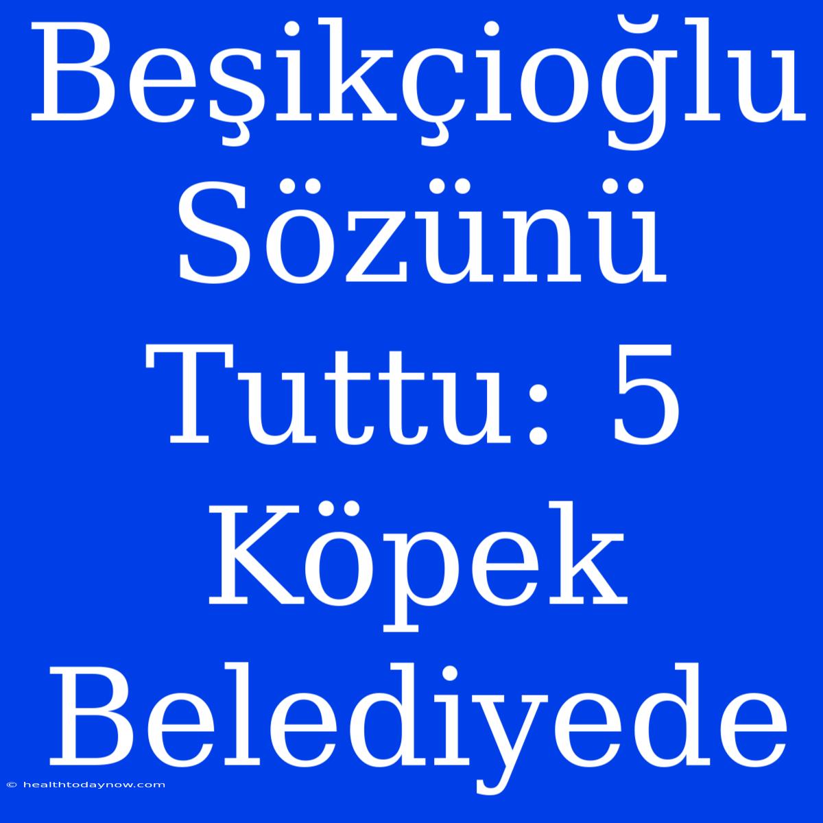 Beşikçioğlu Sözünü Tuttu: 5 Köpek Belediyede