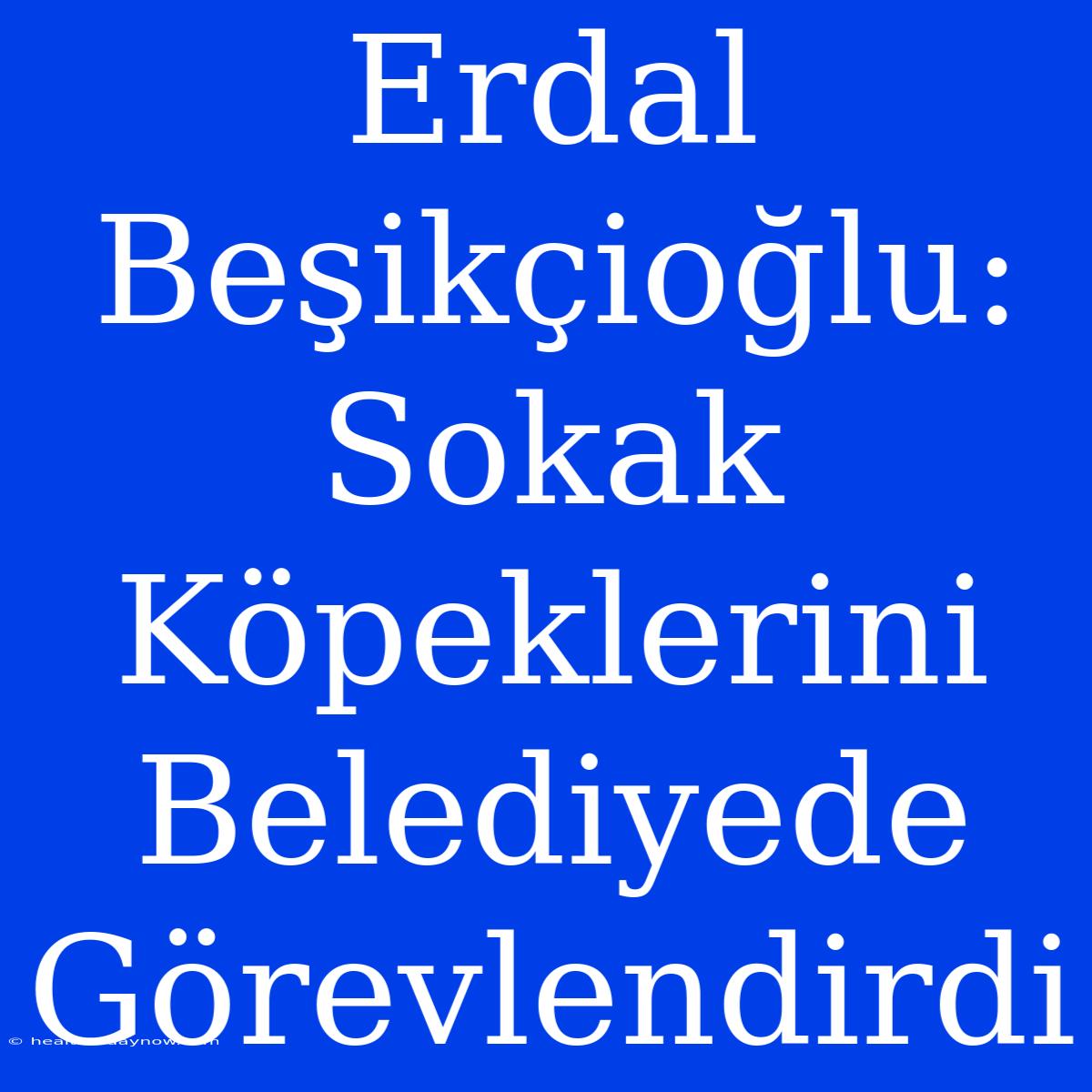 Erdal Beşikçioğlu: Sokak Köpeklerini Belediyede Görevlendirdi