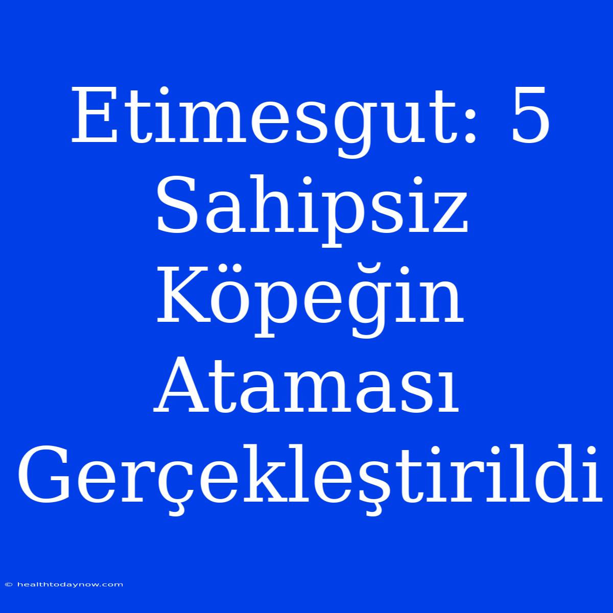 Etimesgut: 5 Sahipsiz Köpeğin Ataması Gerçekleştirildi 