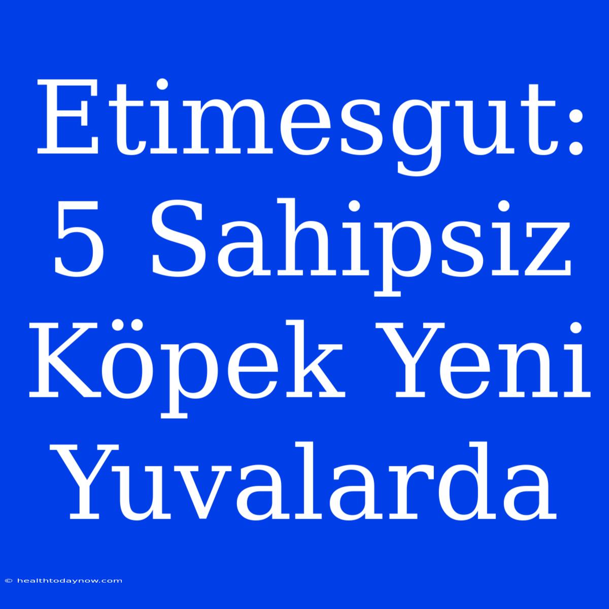 Etimesgut: 5 Sahipsiz Köpek Yeni Yuvalarda