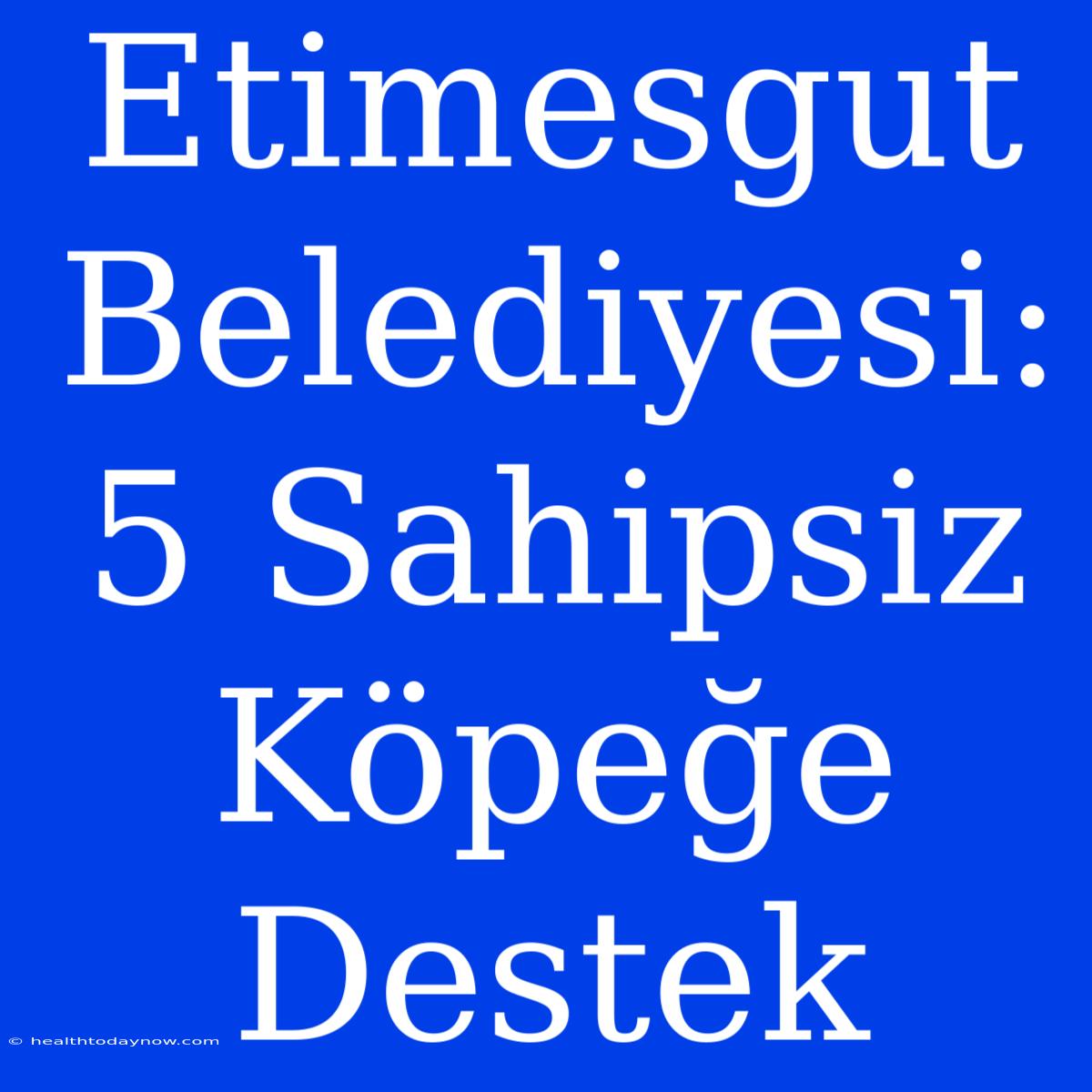 Etimesgut Belediyesi: 5 Sahipsiz Köpeğe Destek