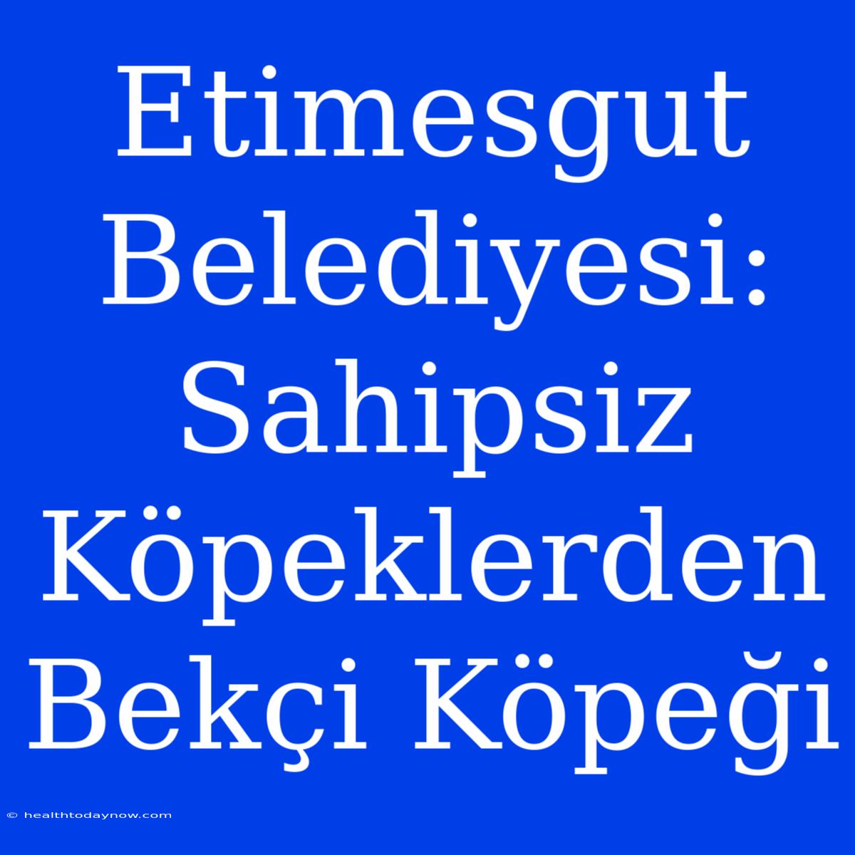 Etimesgut Belediyesi: Sahipsiz Köpeklerden Bekçi Köpeği