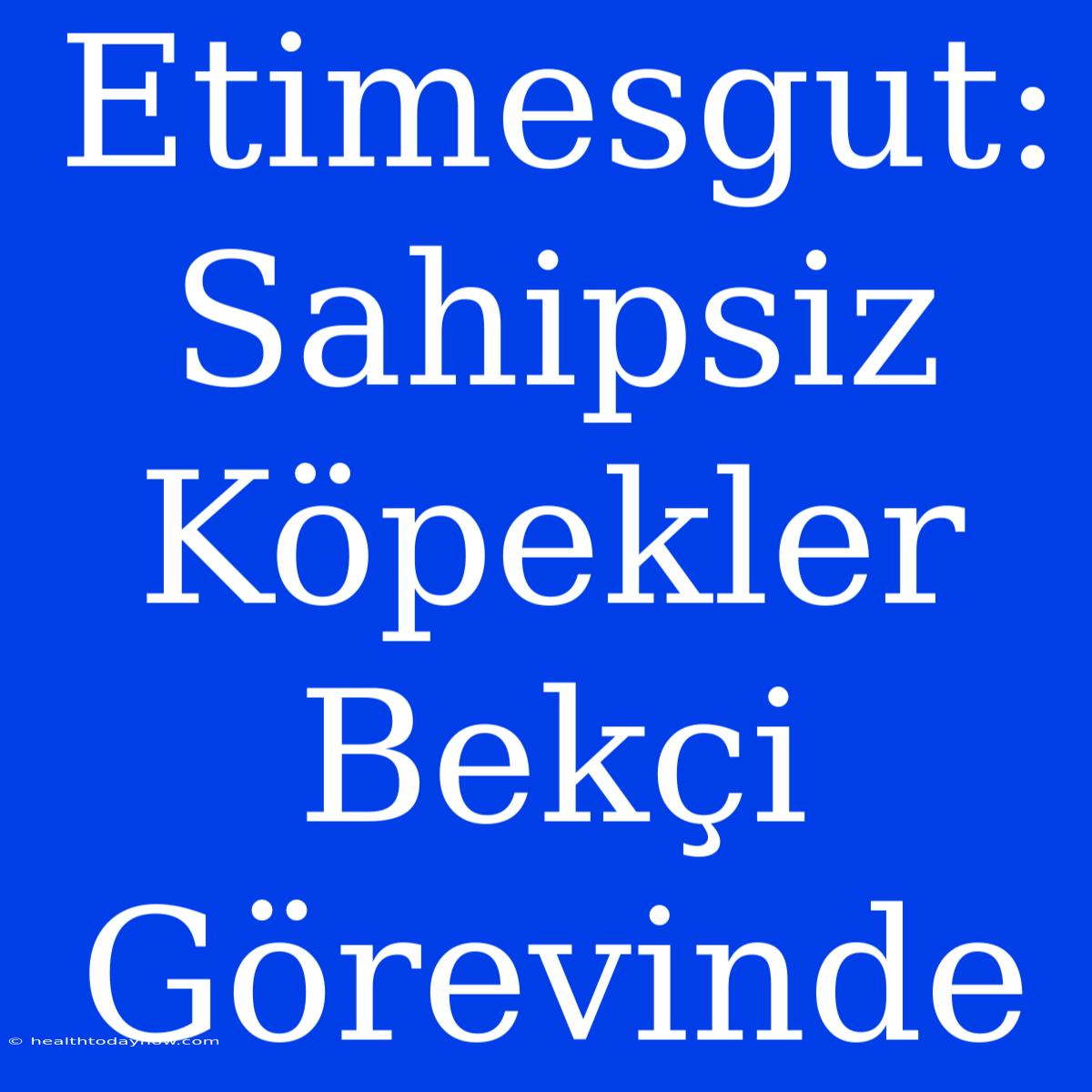 Etimesgut: Sahipsiz Köpekler Bekçi Görevinde