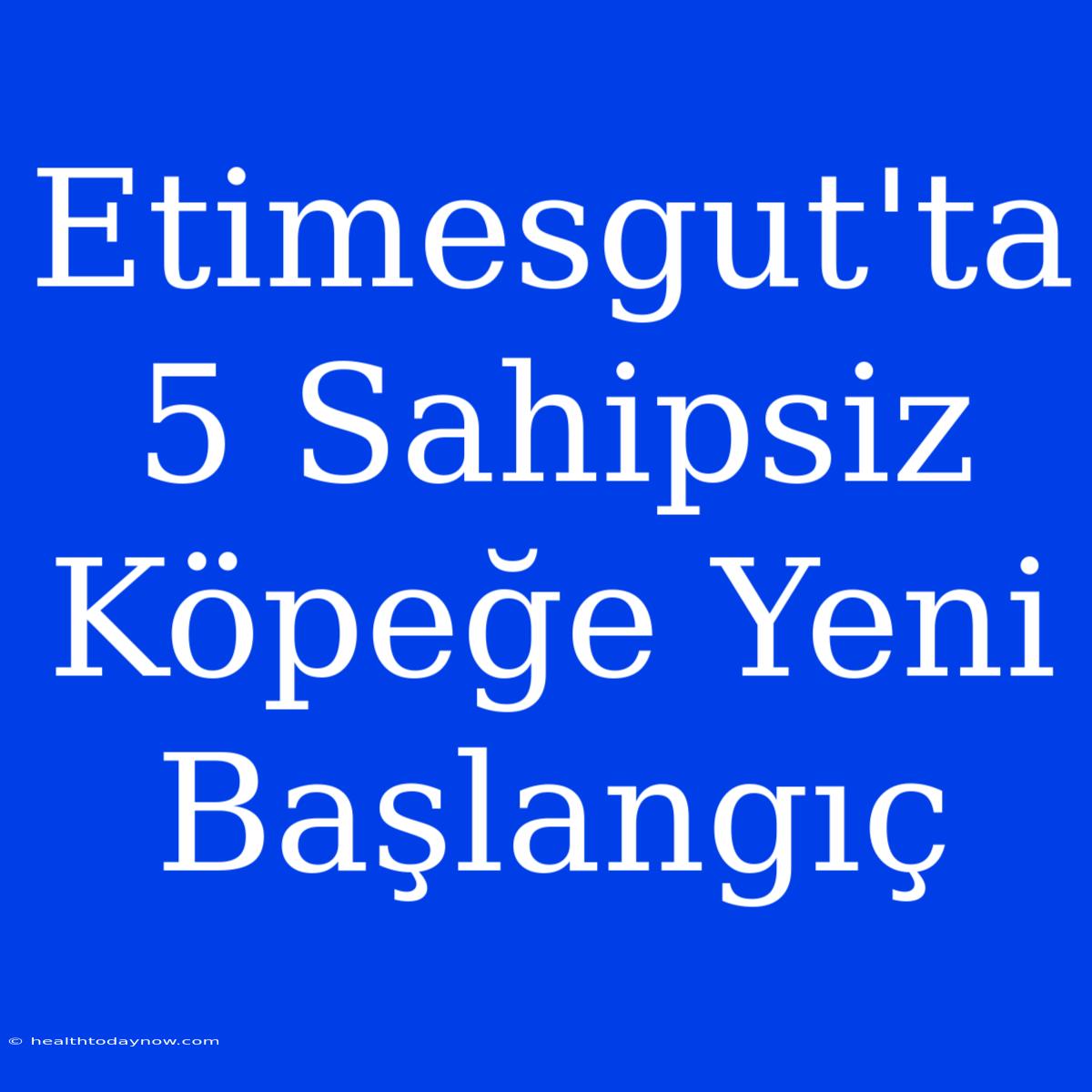 Etimesgut'ta 5 Sahipsiz Köpeğe Yeni Başlangıç