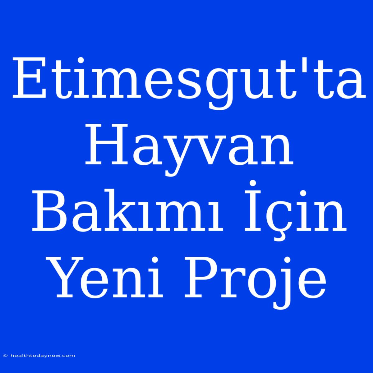 Etimesgut'ta Hayvan Bakımı İçin Yeni Proje