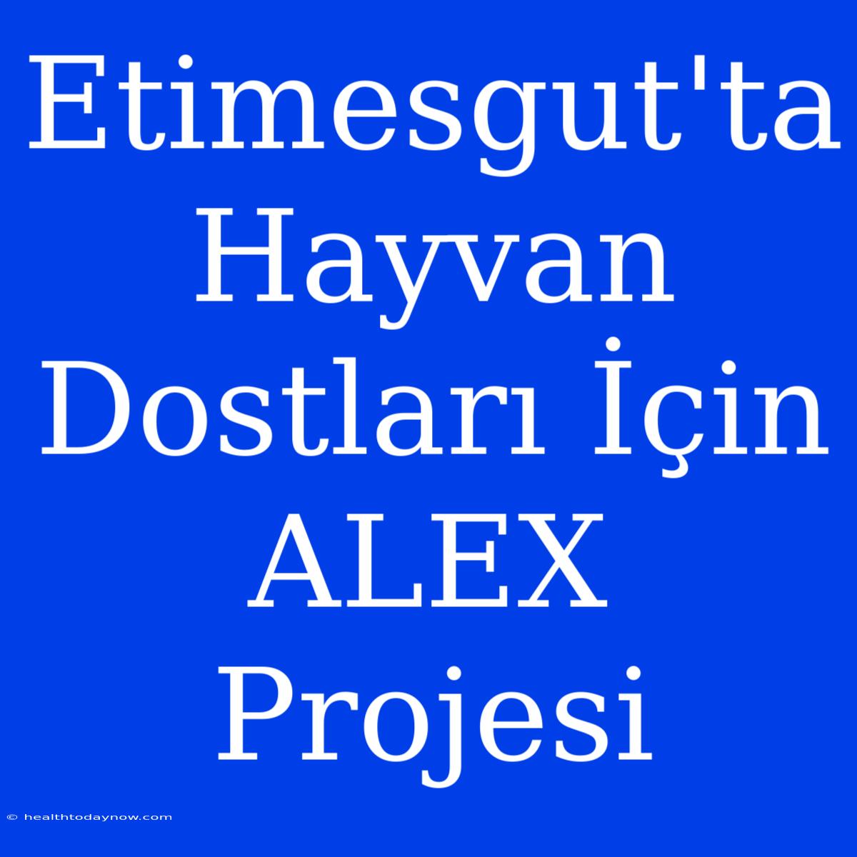 Etimesgut'ta Hayvan Dostları İçin ALEX Projesi