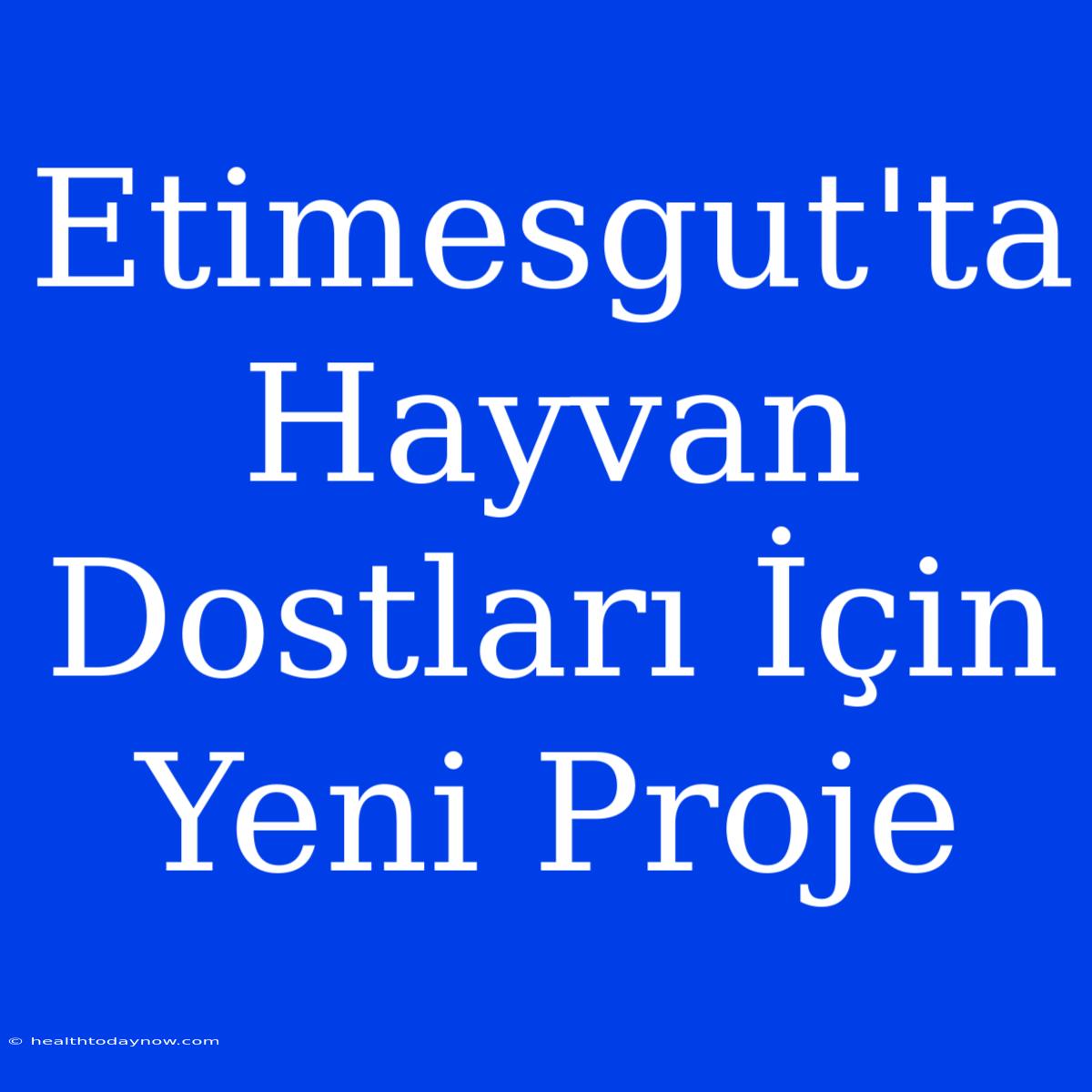 Etimesgut'ta Hayvan Dostları İçin Yeni Proje