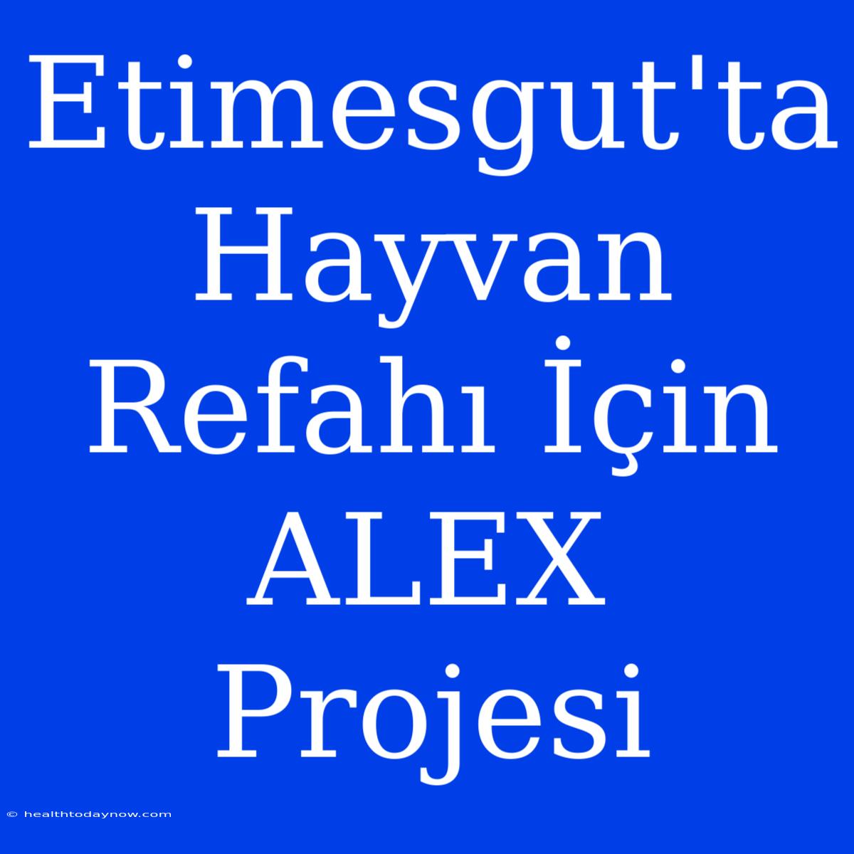 Etimesgut'ta Hayvan Refahı İçin ALEX Projesi