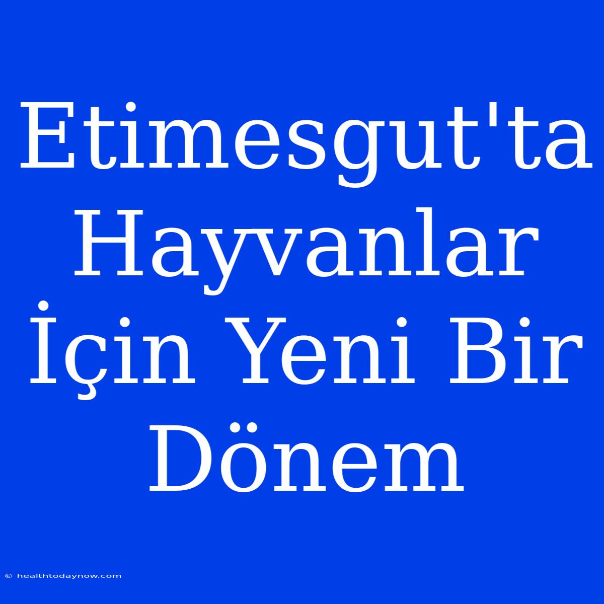 Etimesgut'ta Hayvanlar İçin Yeni Bir Dönem