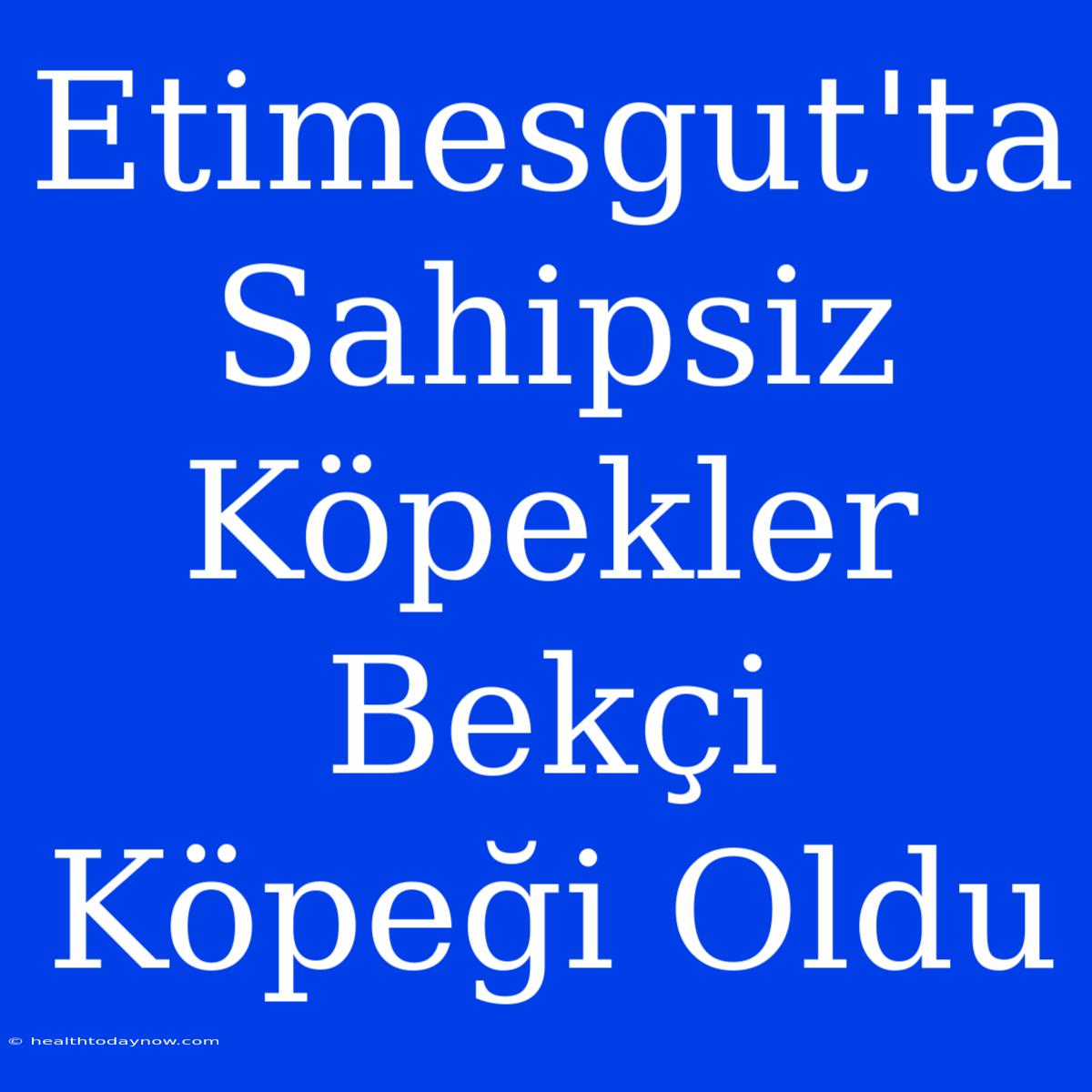 Etimesgut'ta Sahipsiz Köpekler Bekçi Köpeği Oldu