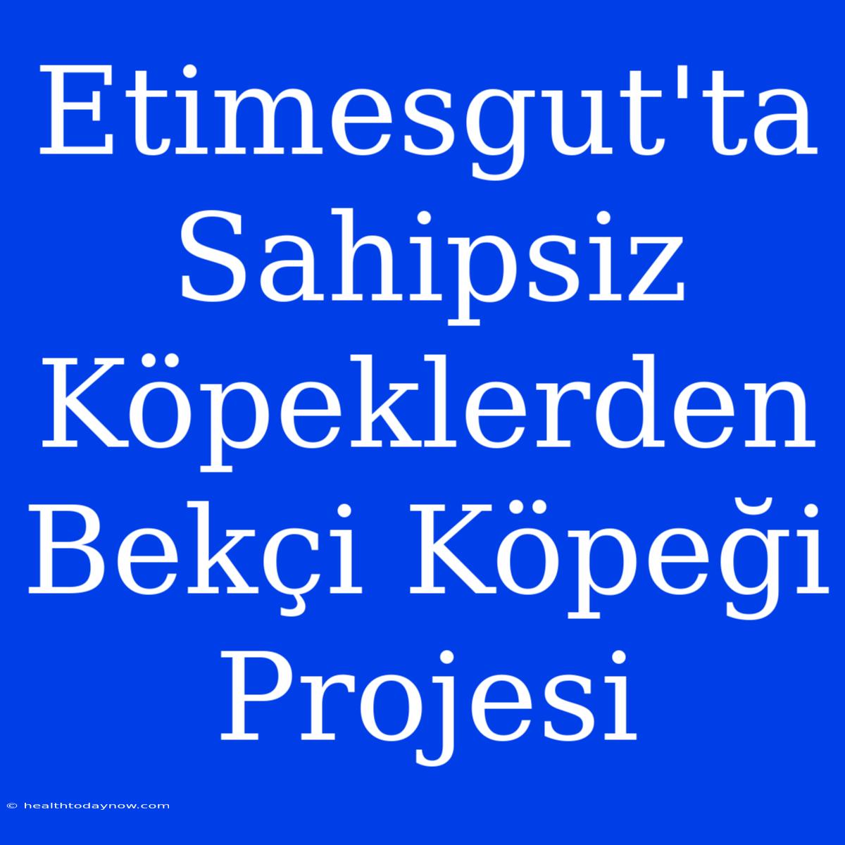 Etimesgut'ta Sahipsiz Köpeklerden Bekçi Köpeği Projesi