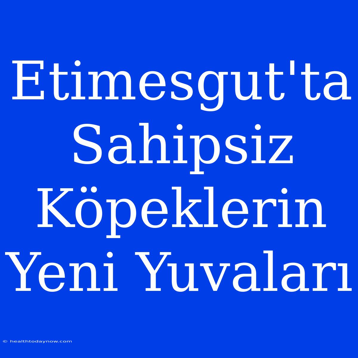 Etimesgut'ta Sahipsiz Köpeklerin Yeni Yuvaları