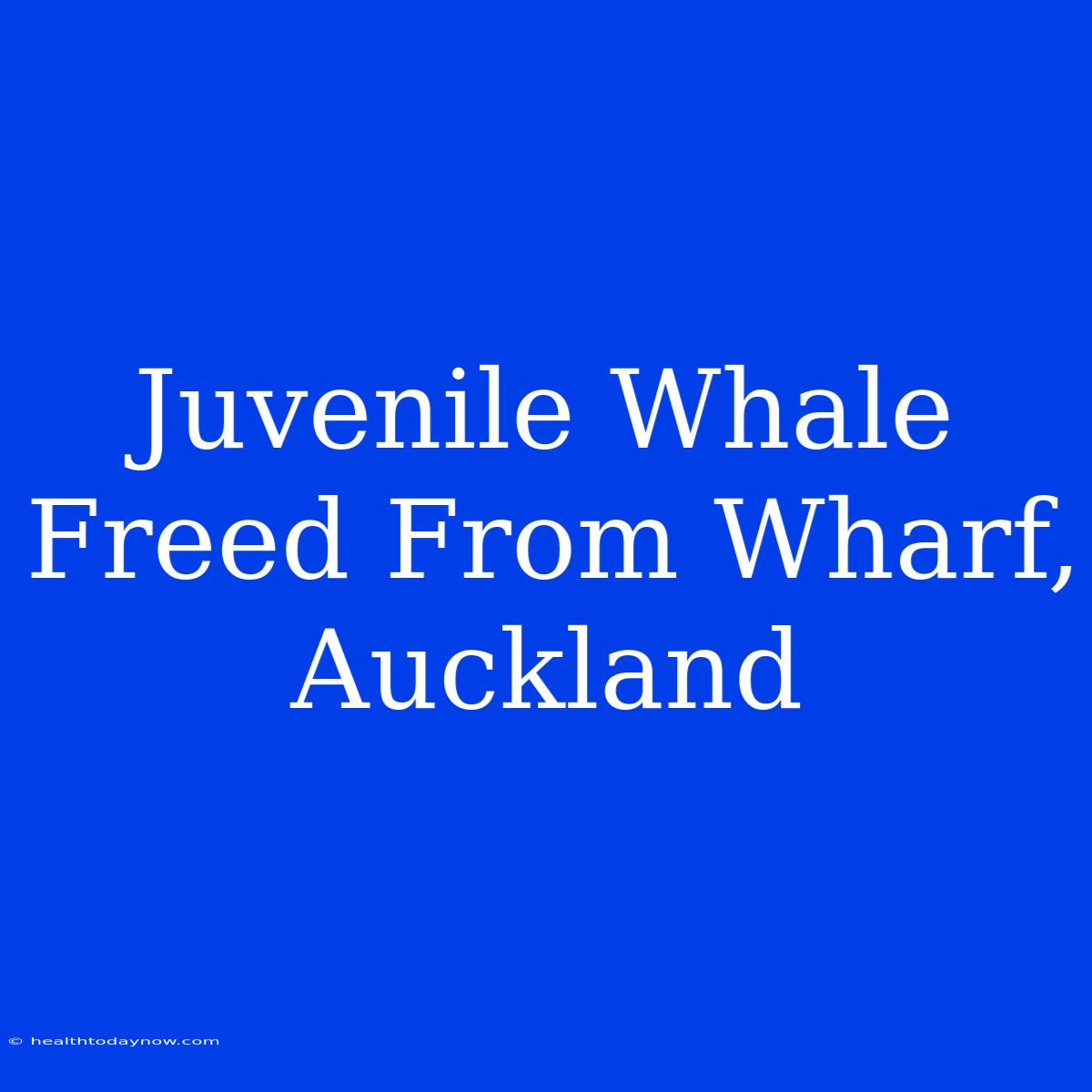 Juvenile Whale Freed From Wharf, Auckland 