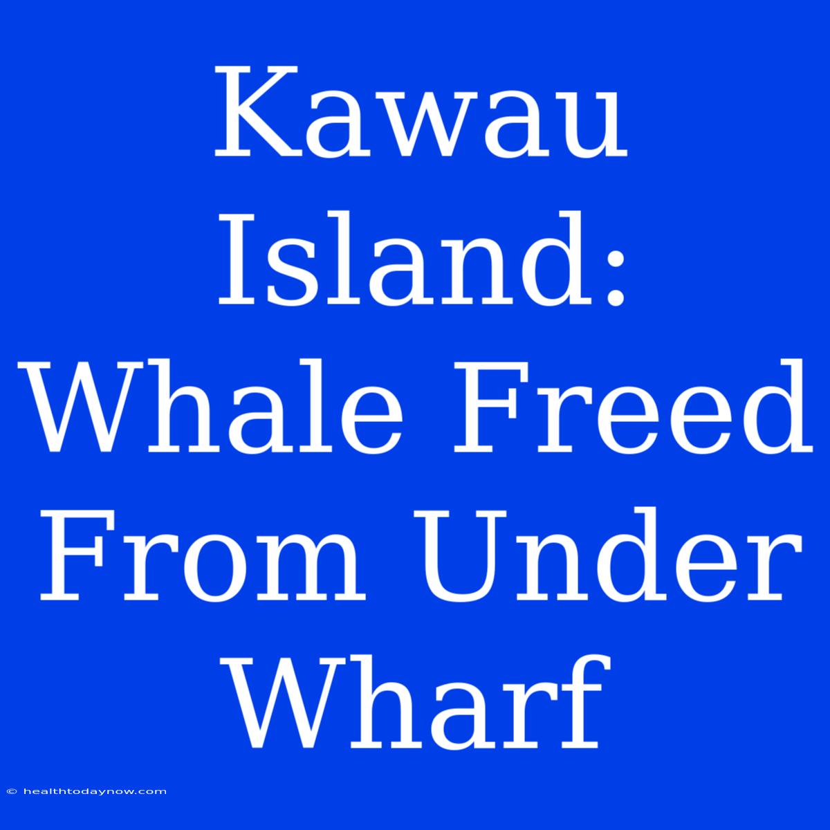 Kawau Island: Whale Freed From Under Wharf