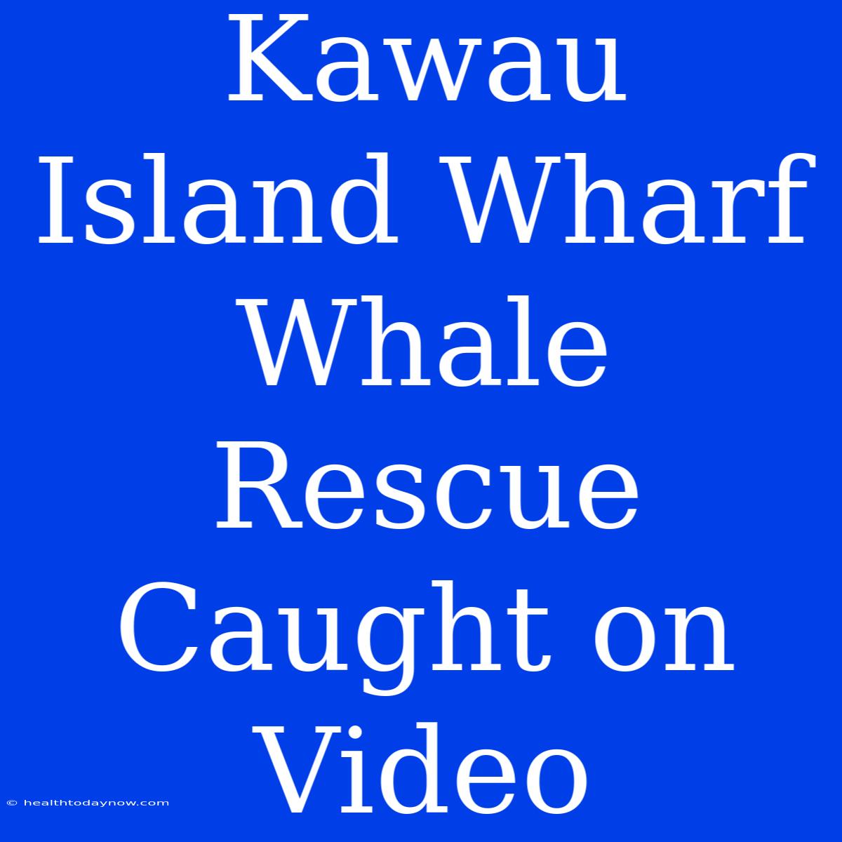 Kawau Island Wharf Whale Rescue Caught On Video