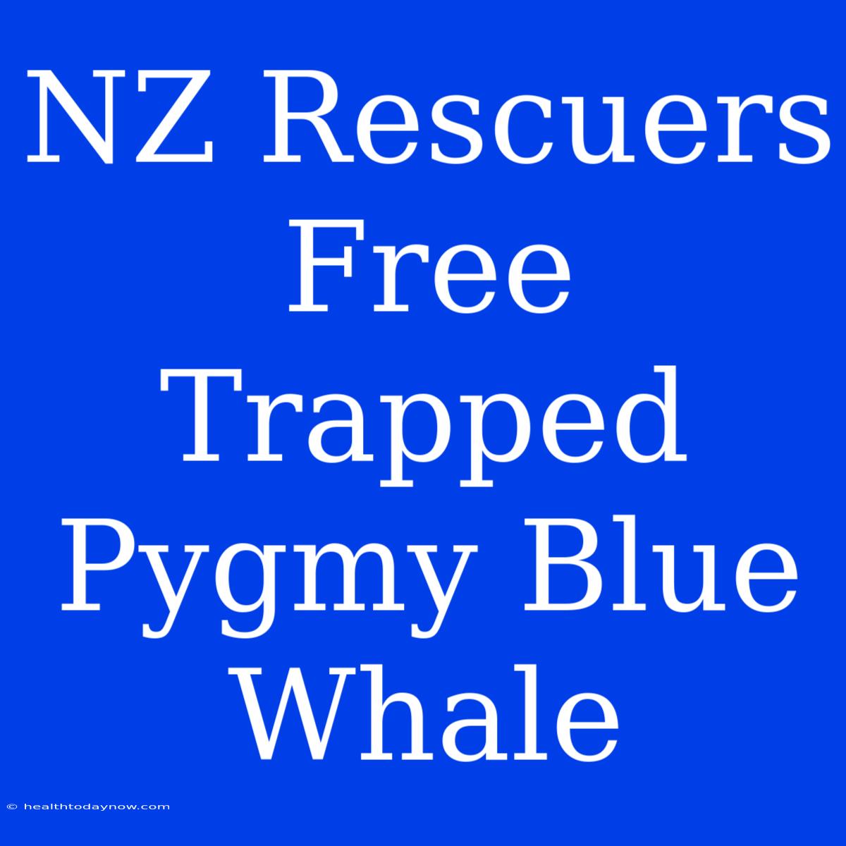 NZ Rescuers Free Trapped Pygmy Blue Whale