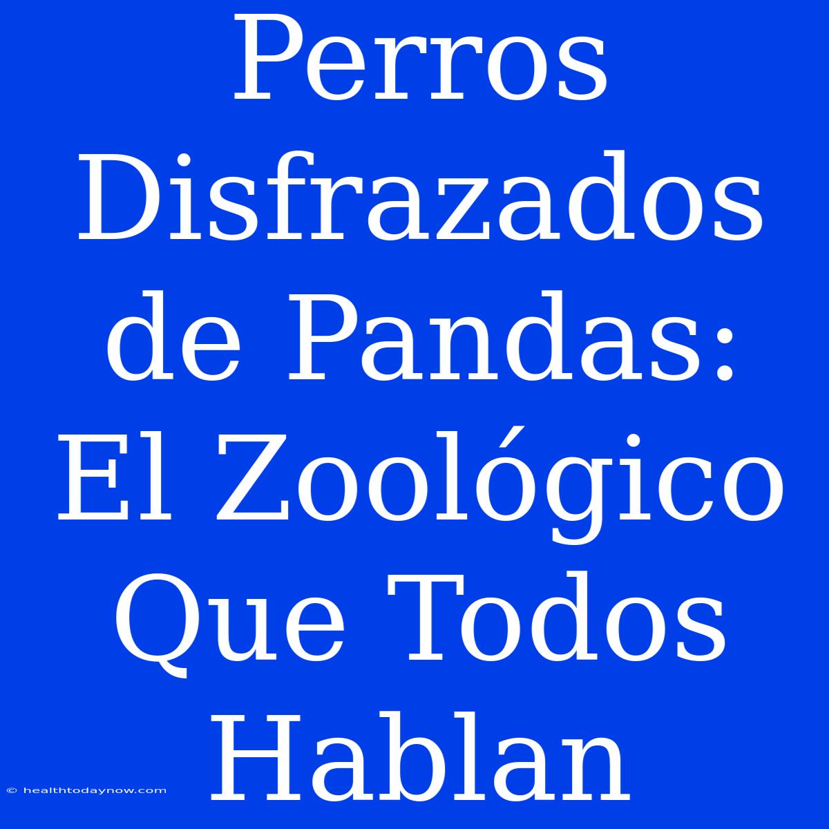 Perros Disfrazados De Pandas: El Zoológico Que Todos Hablan