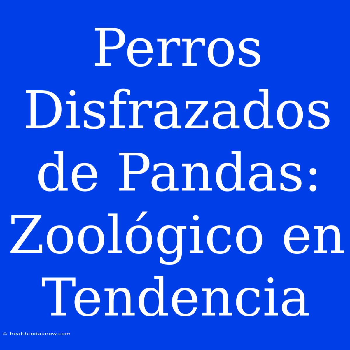 Perros Disfrazados De Pandas: Zoológico En Tendencia