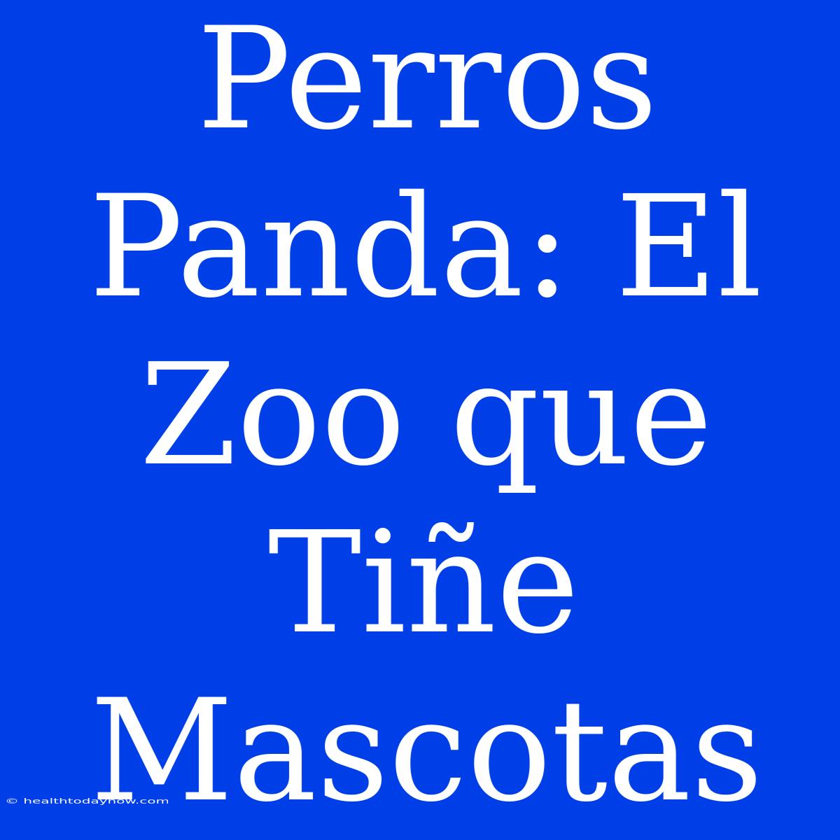 Perros Panda: El Zoo Que Tiñe Mascotas