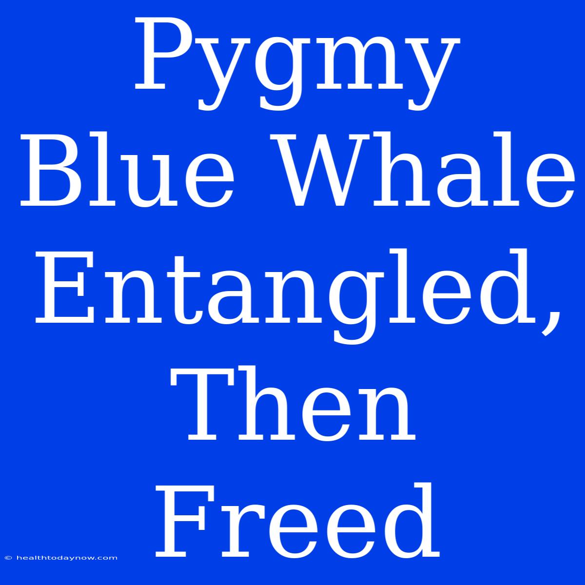 Pygmy Blue Whale Entangled, Then Freed