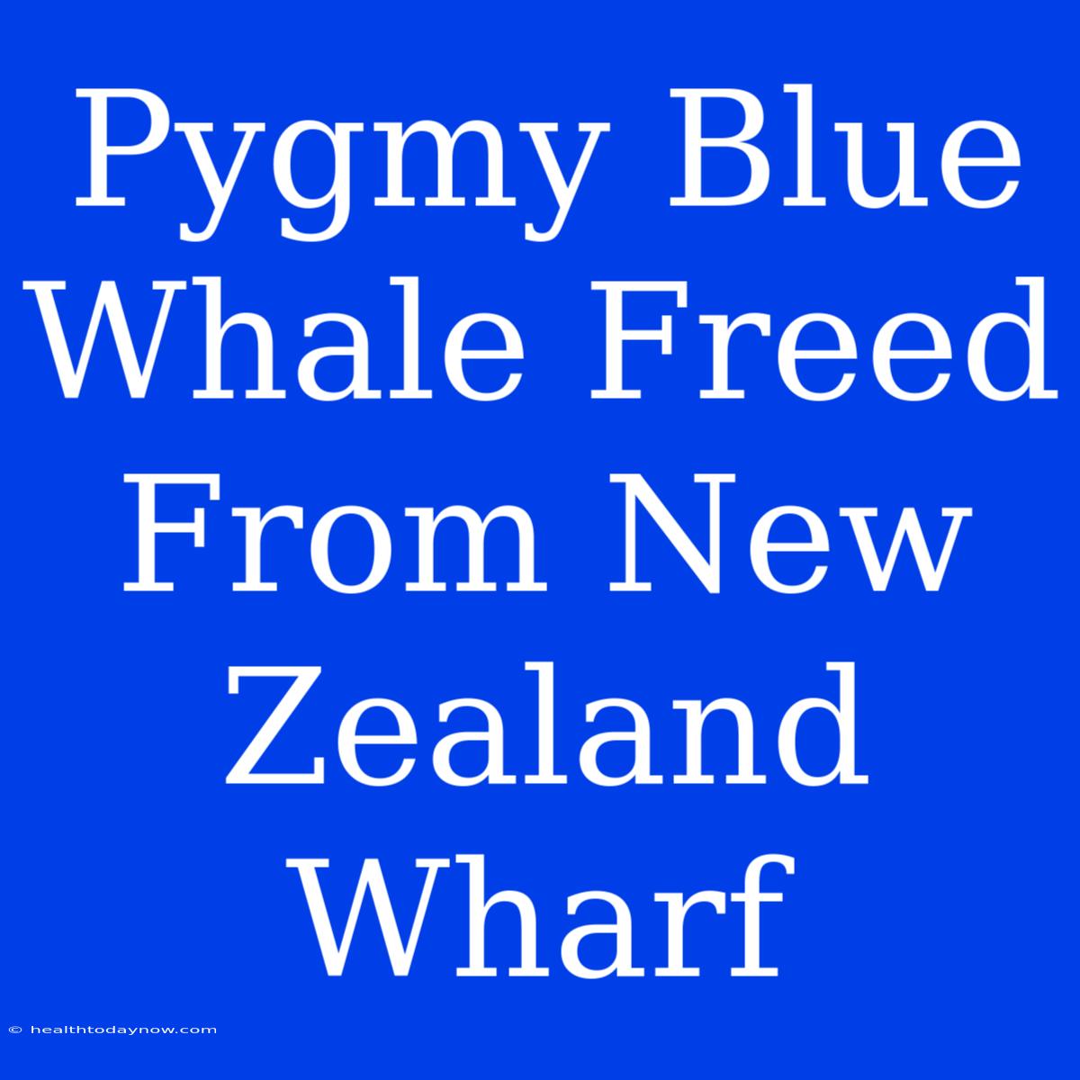 Pygmy Blue Whale Freed From New Zealand Wharf