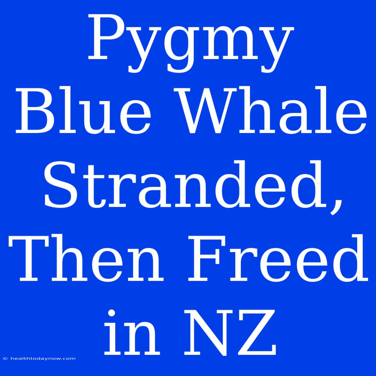 Pygmy Blue Whale Stranded, Then Freed In NZ