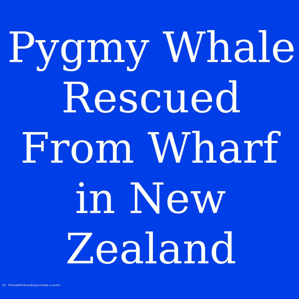 Pygmy Whale Rescued From Wharf In New Zealand