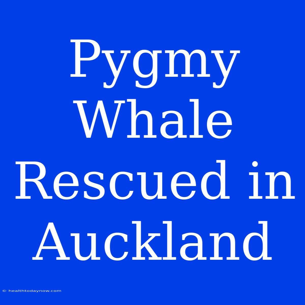 Pygmy Whale Rescued In Auckland