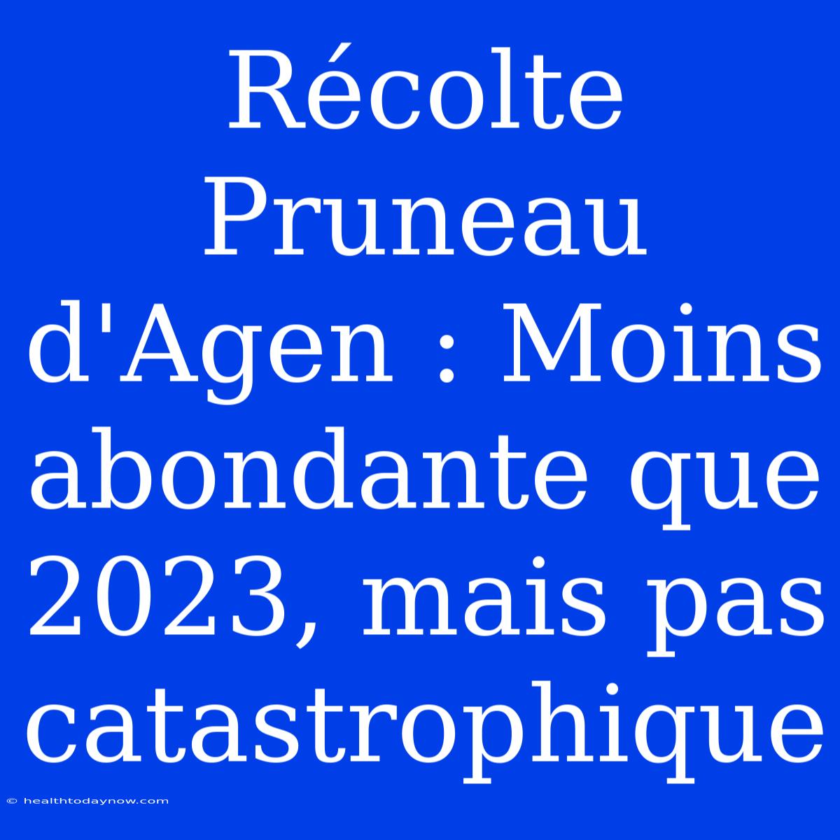 Récolte Pruneau D'Agen : Moins Abondante Que 2023, Mais Pas Catastrophique