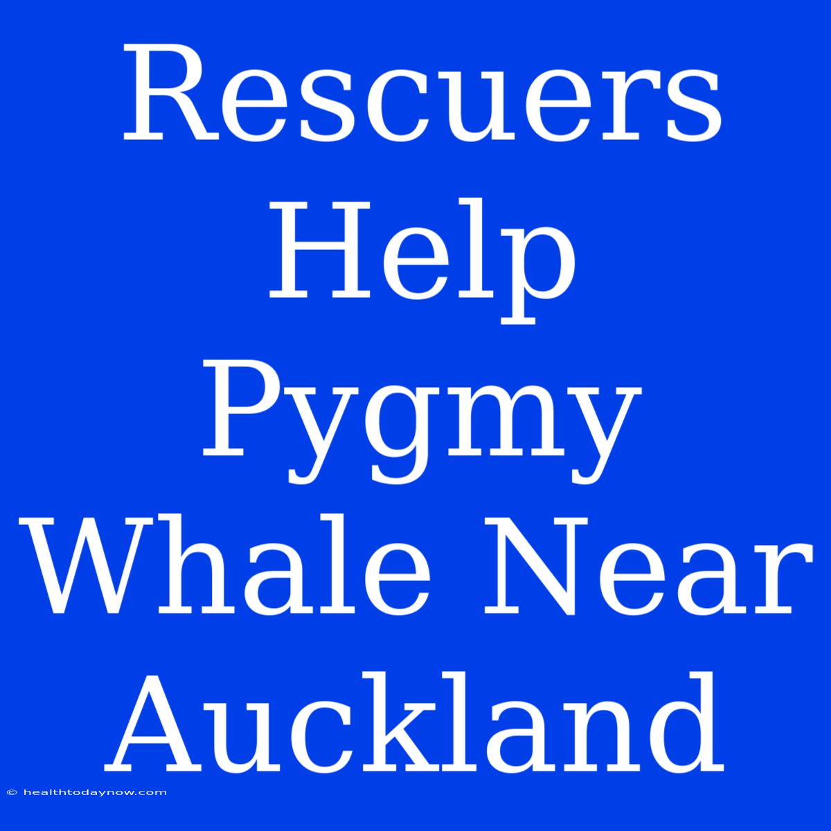 Rescuers Help Pygmy Whale Near Auckland