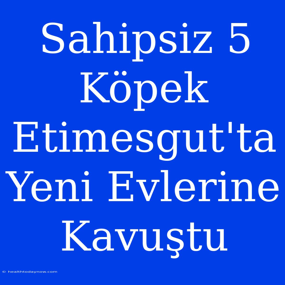 Sahipsiz 5 Köpek Etimesgut'ta Yeni Evlerine Kavuştu