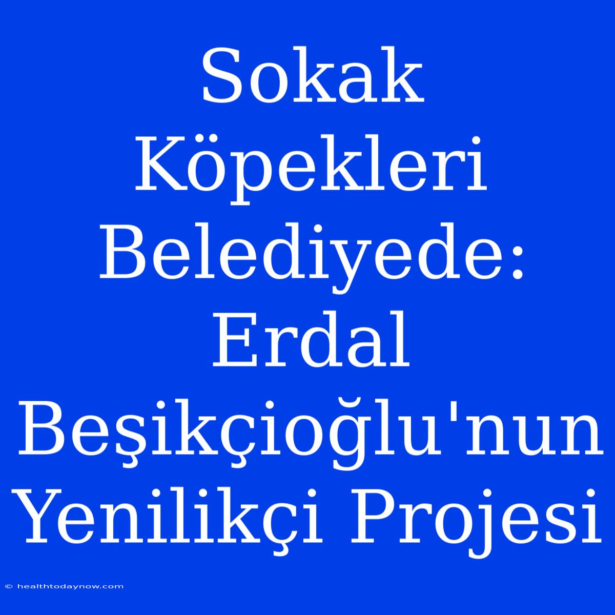 Sokak Köpekleri Belediyede: Erdal Beşikçioğlu'nun Yenilikçi Projesi