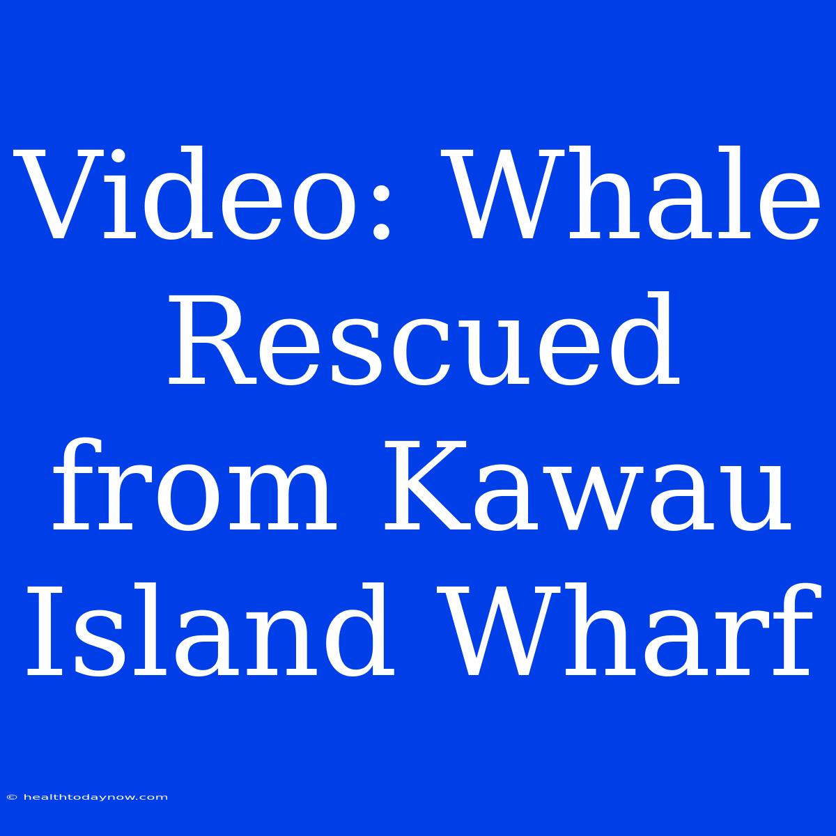 Video: Whale Rescued From Kawau Island Wharf 