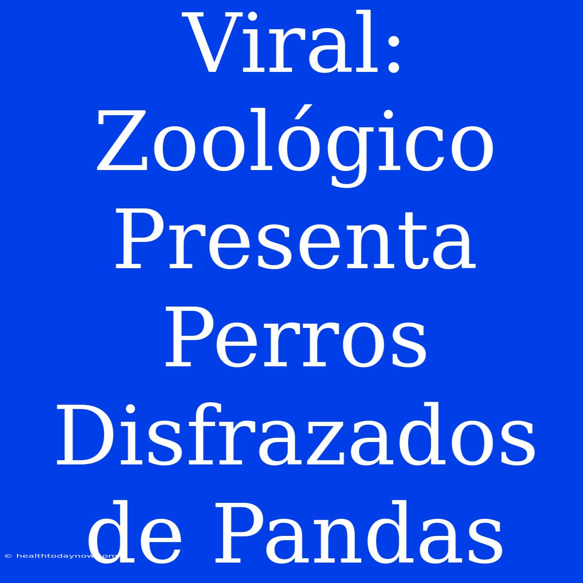 Viral: Zoológico Presenta Perros Disfrazados De Pandas