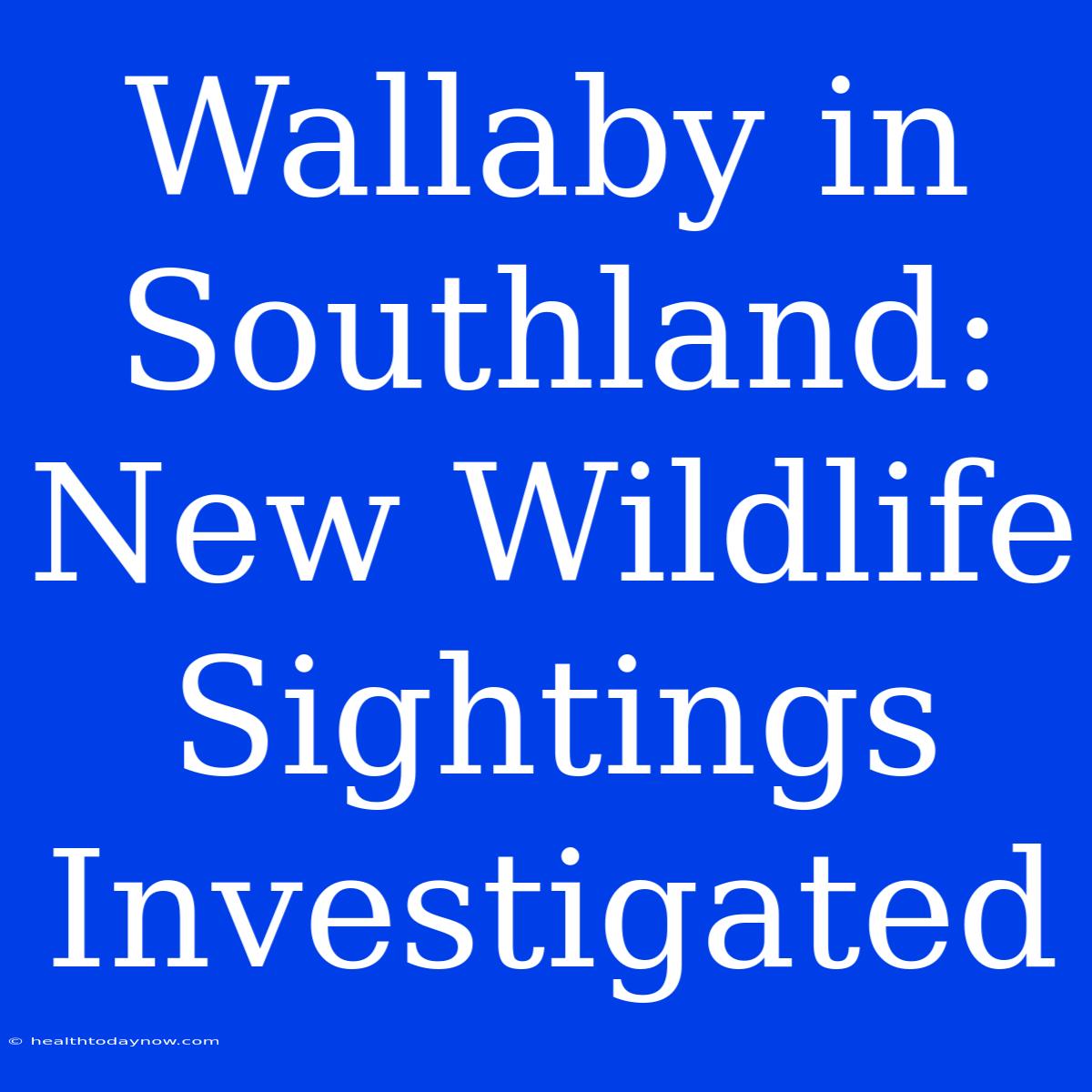 Wallaby In Southland: New Wildlife Sightings Investigated 