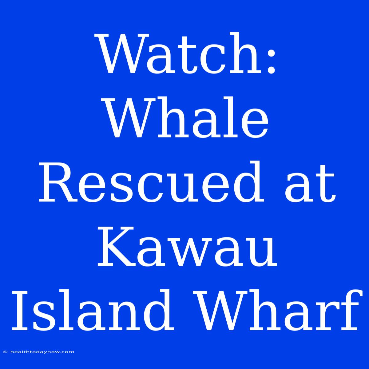 Watch: Whale Rescued At Kawau Island Wharf