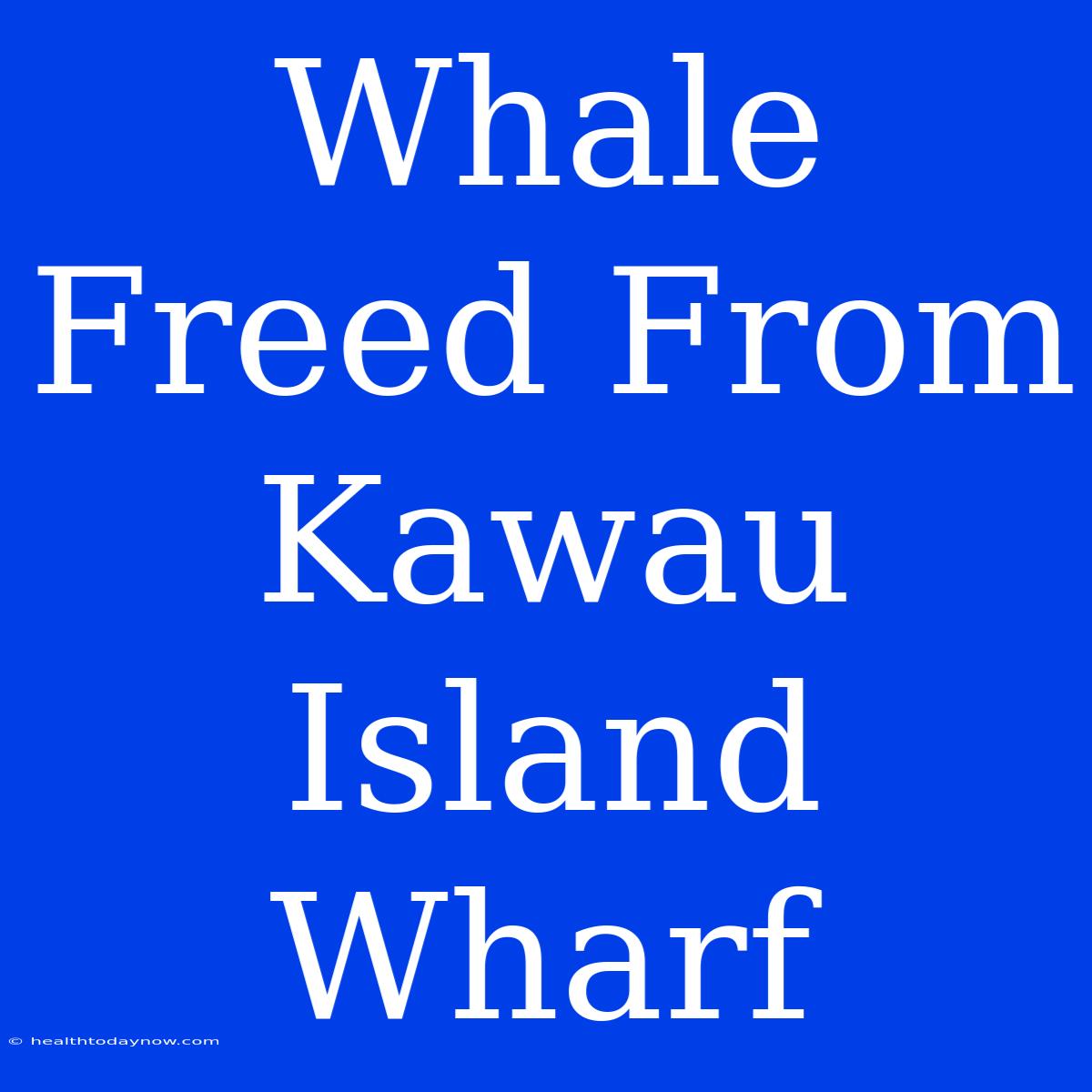 Whale Freed From Kawau Island Wharf