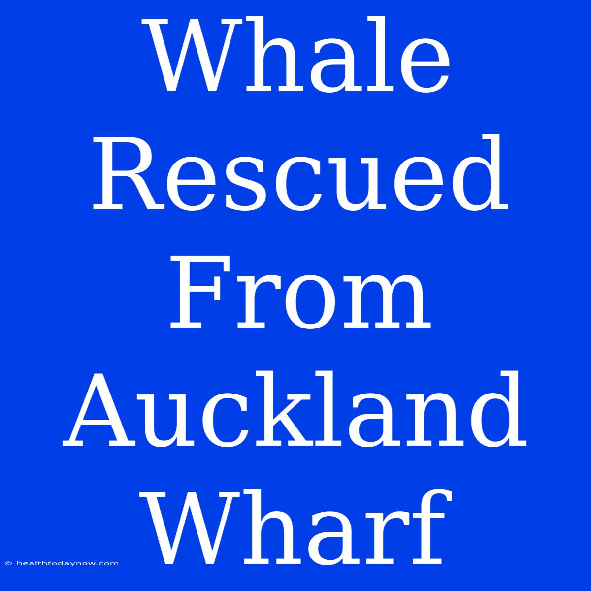 Whale Rescued From Auckland Wharf