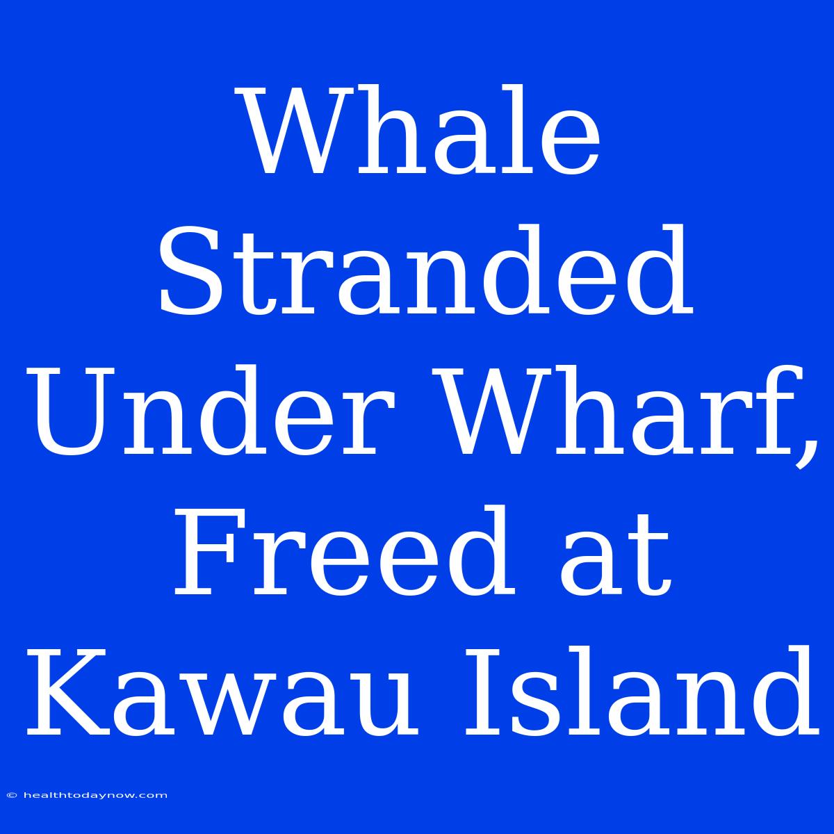 Whale Stranded Under Wharf, Freed At Kawau Island