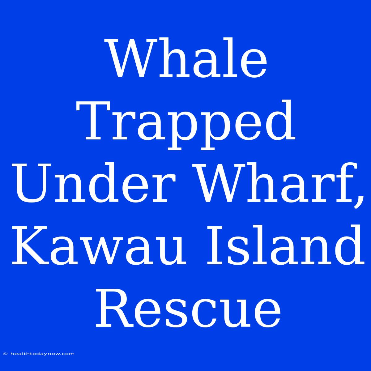 Whale Trapped Under Wharf, Kawau Island Rescue