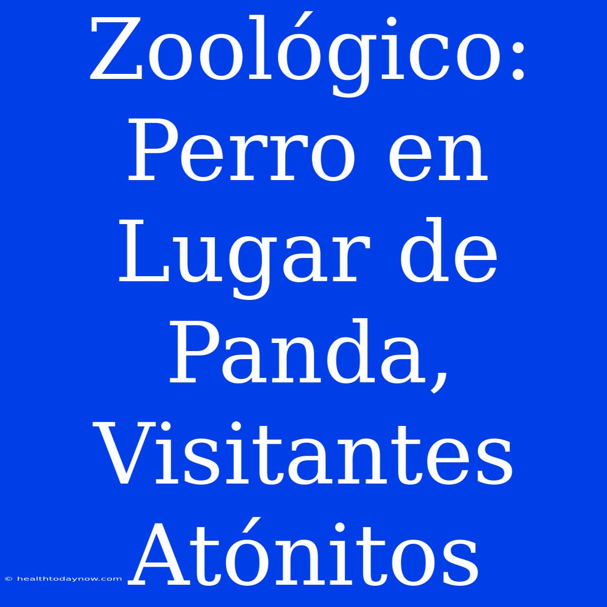 Zoológico: Perro En Lugar De Panda, Visitantes Atónitos