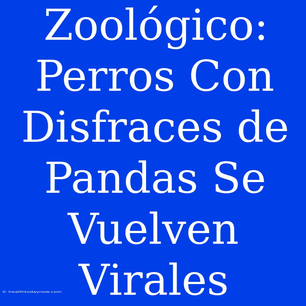 Zoológico: Perros Con Disfraces De Pandas Se Vuelven Virales